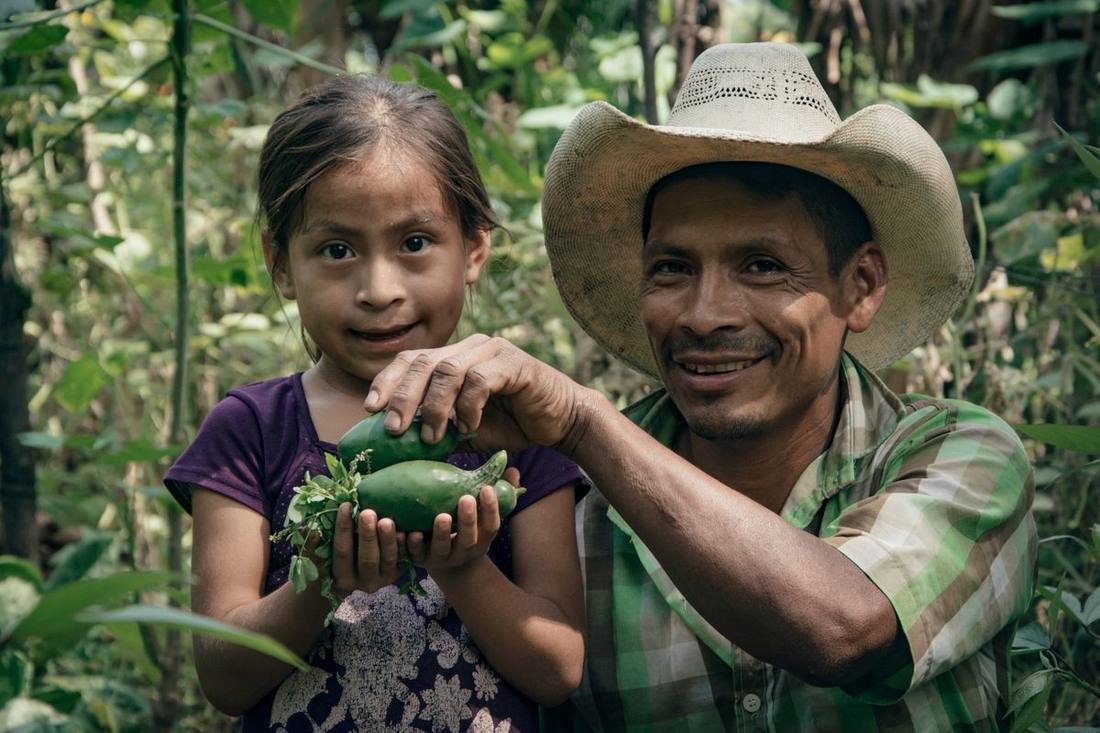 A father and daughter harvesting peppers