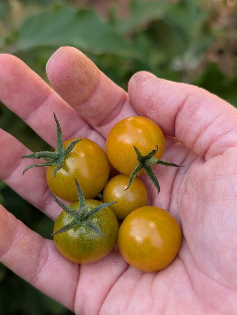 A handful of ripening cherry tomatoes held up in the garden.