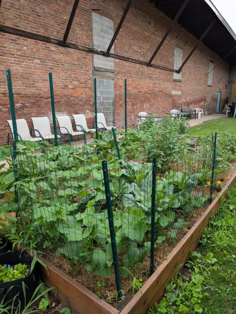 The TAUM community garden in full growth, raised beds thick with vegetables.