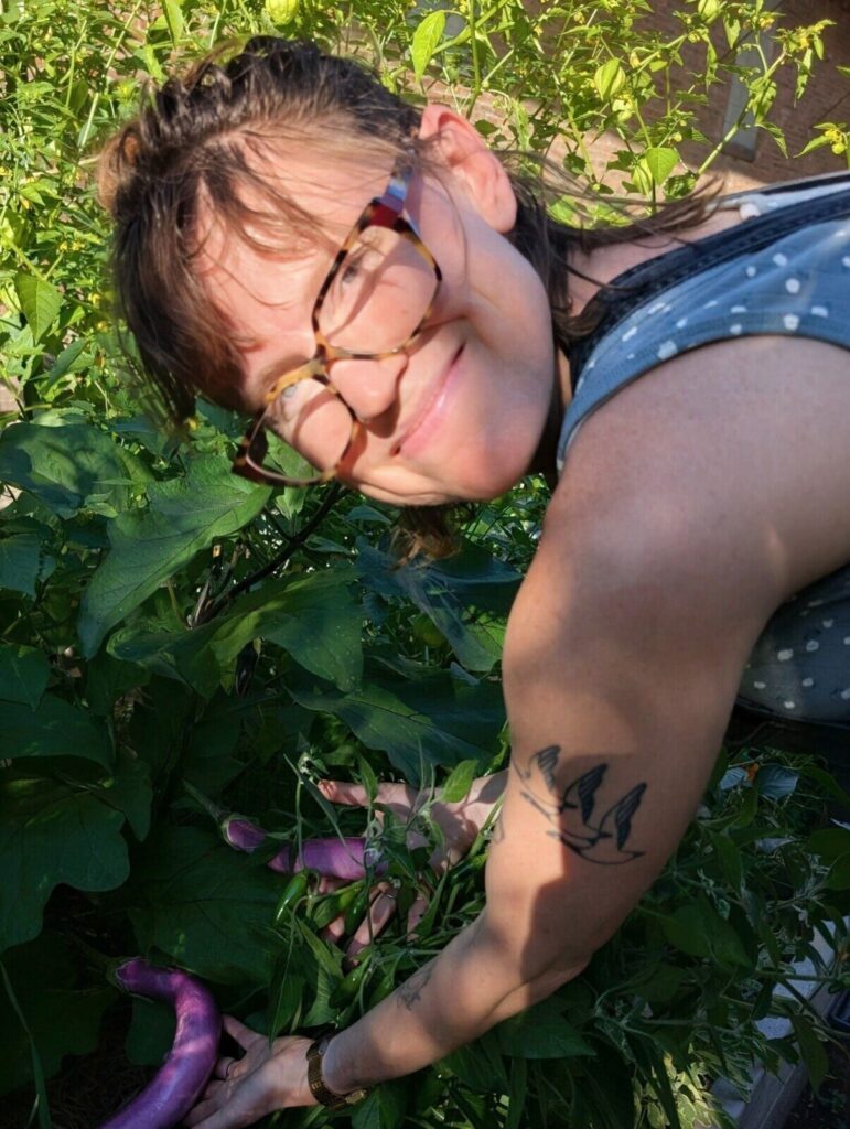 A gardener reaching into the leaves to pick a ripe purple eggplant.
