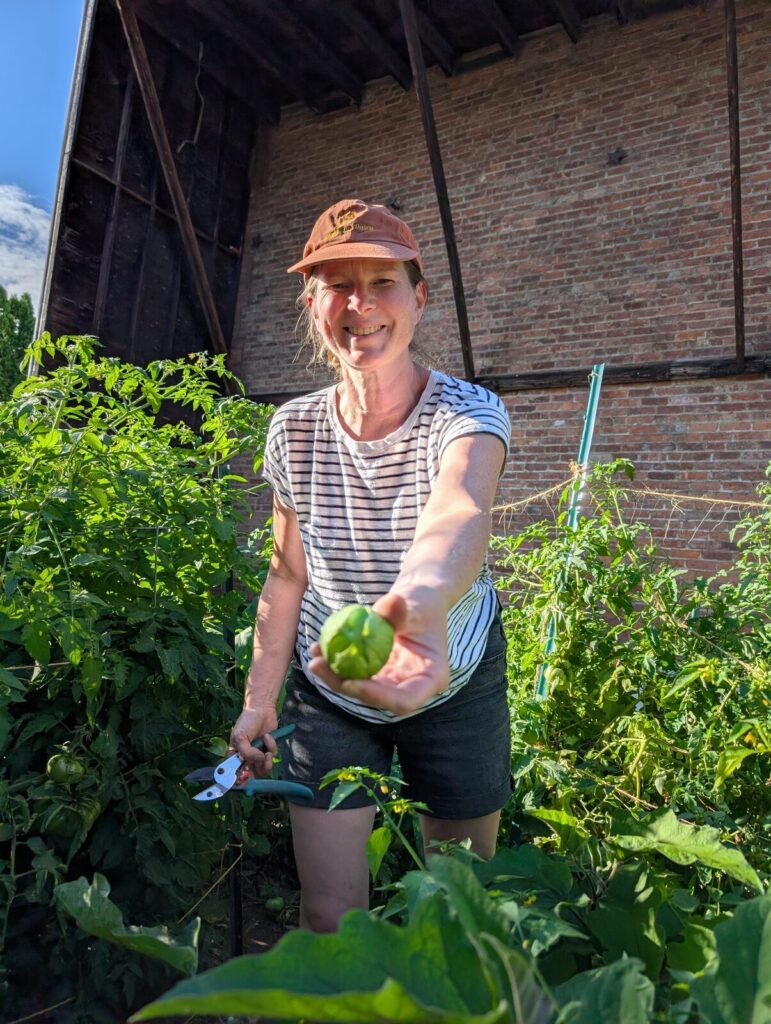 A gardener holding out a green pepper just picked from the bed.